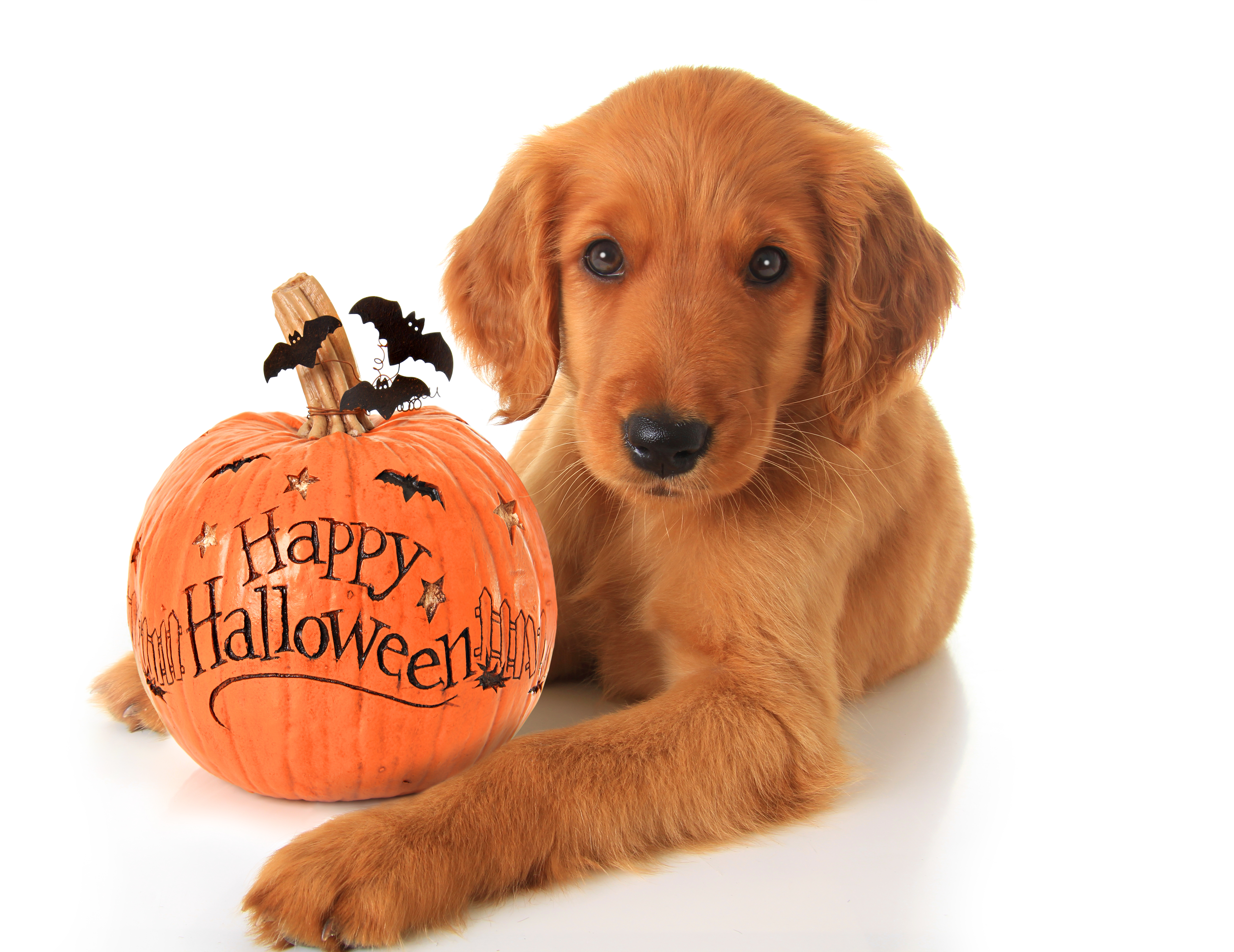 Halloween puppy