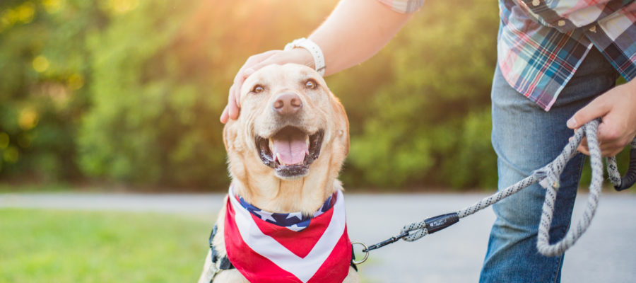Keeping Your Pet Safe and Happy During Firework Season