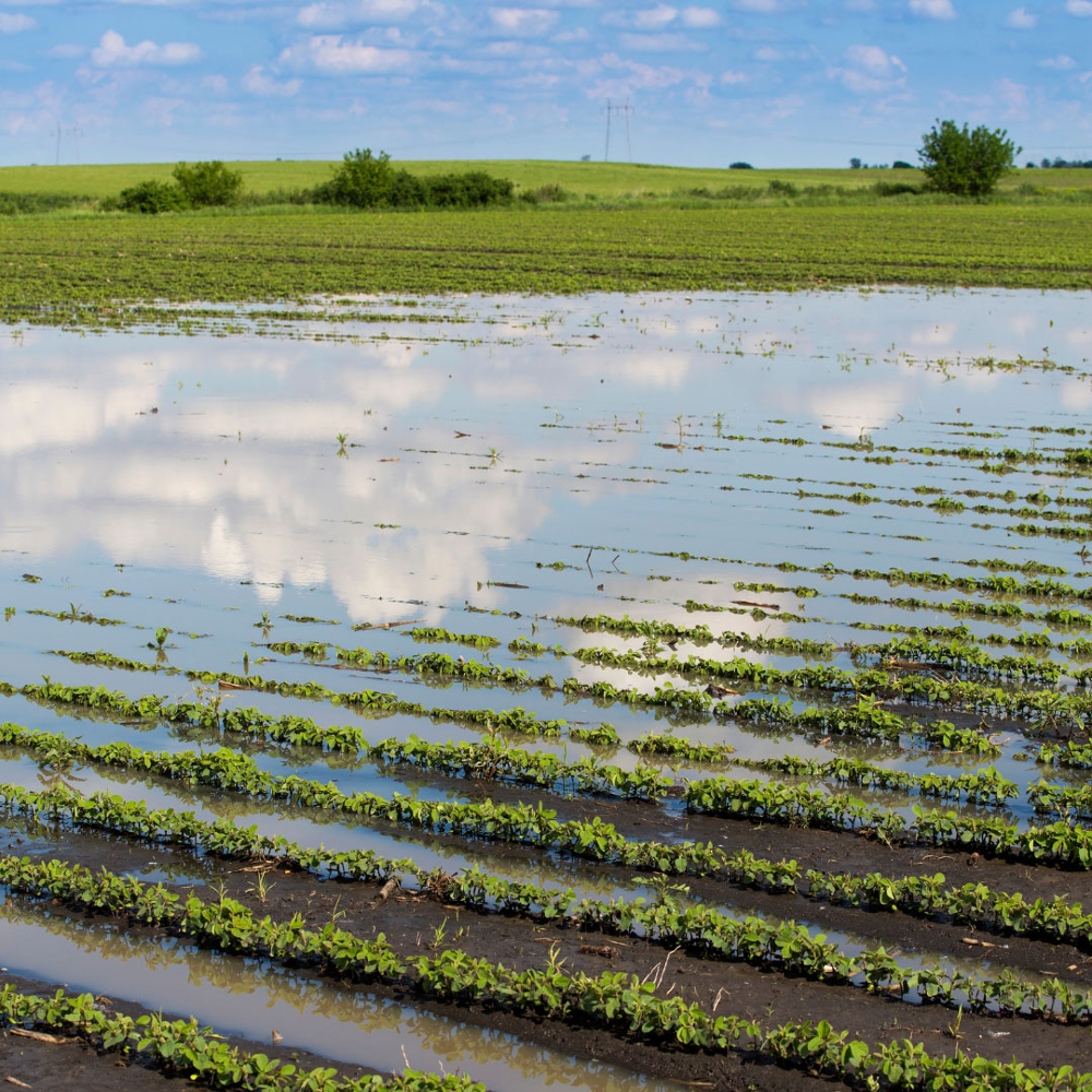 wheat crops