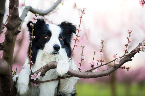 Spring Activities for You and Your Dog