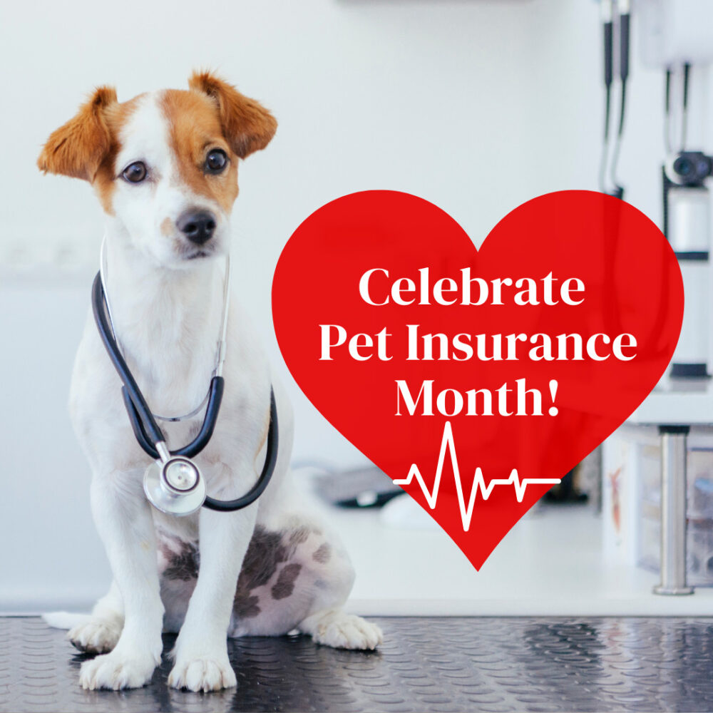 Celebrating Pet Insurance Month Little Dog Social Media health-insurance-is-bad-imgflip