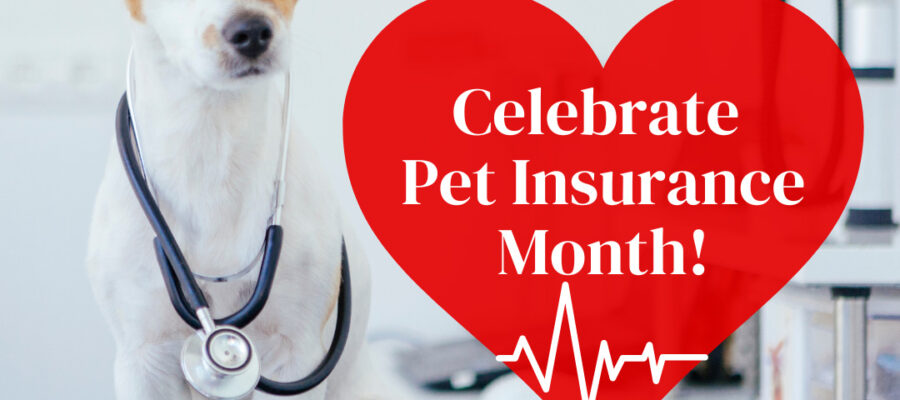 LD_Blog_Celebrate_Pet_Insurance_Month