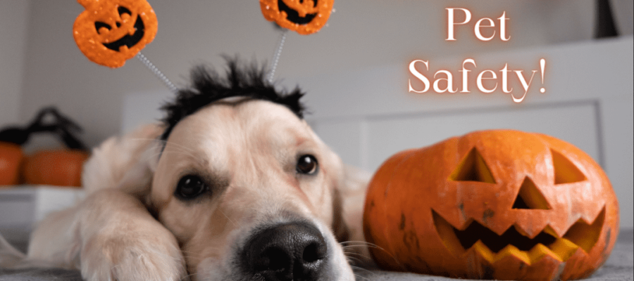 ld_halloween_pet_safety!_blog_optimized
