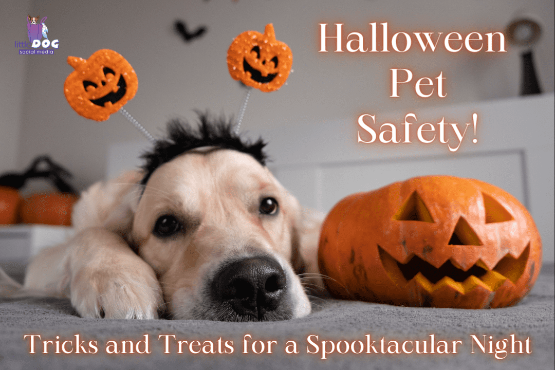 ld_halloween_pet_safety!_blog_optimized