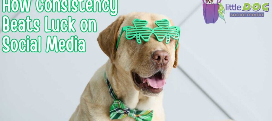 Yellow Labrador wearing green shamrock sunglasses and a green plaid bow tie - https://www.littledogsocialmedia.com/