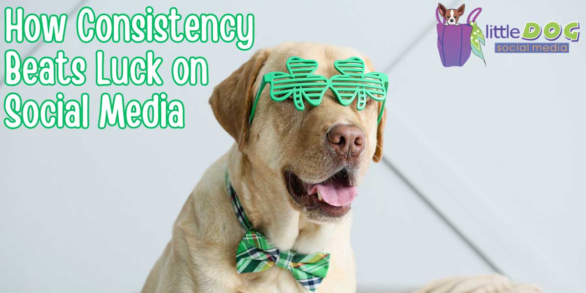 Yellow Labrador wearing green shamrock sunglasses and a green plaid bow tie - https://www.littledogsocialmedia.com/