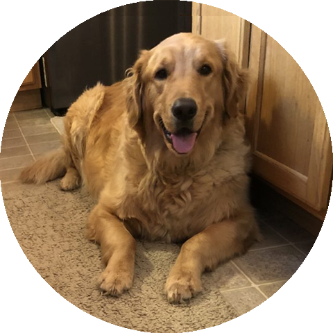 Buddy Dog