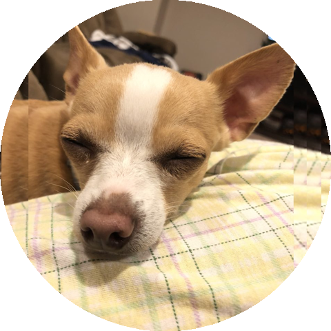Marco Dog